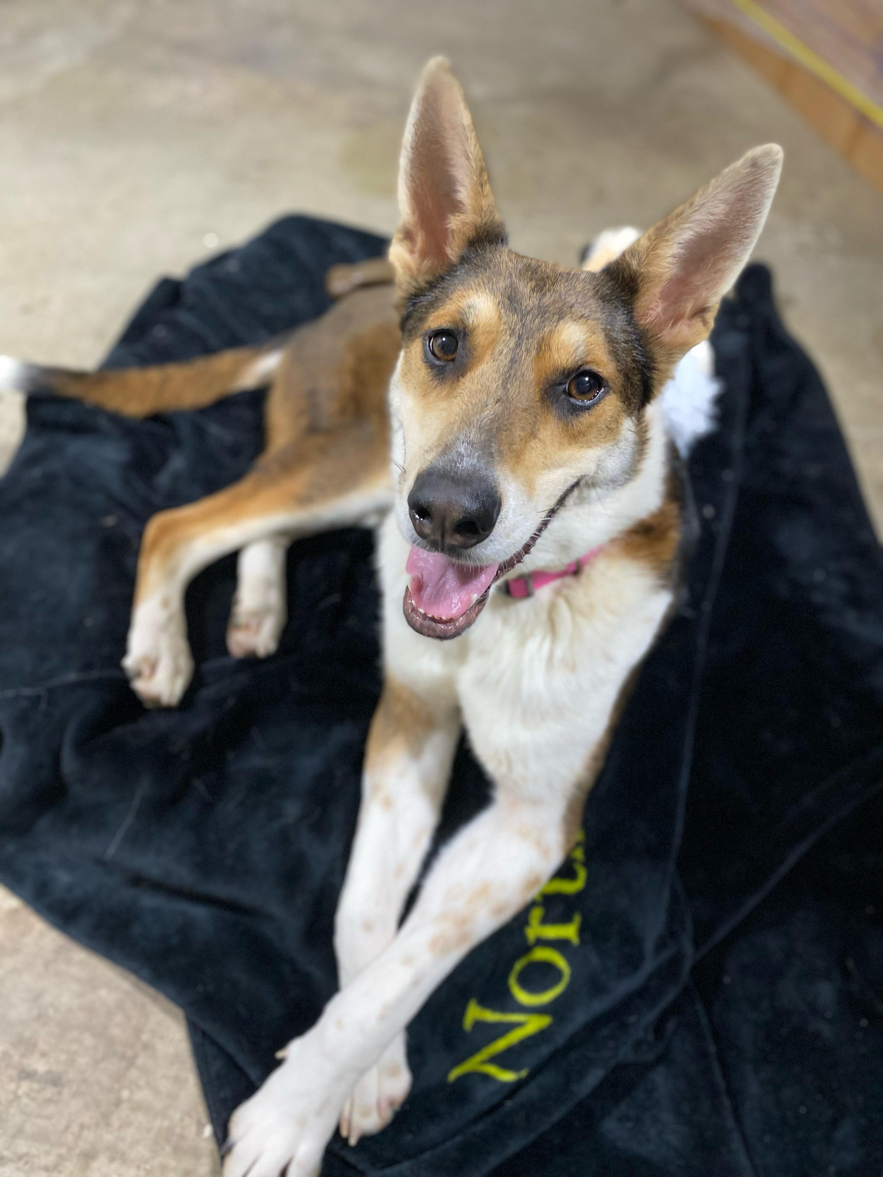 Enlarge Mika, a Adoptable mixed breed in Winder, GA image 5/6