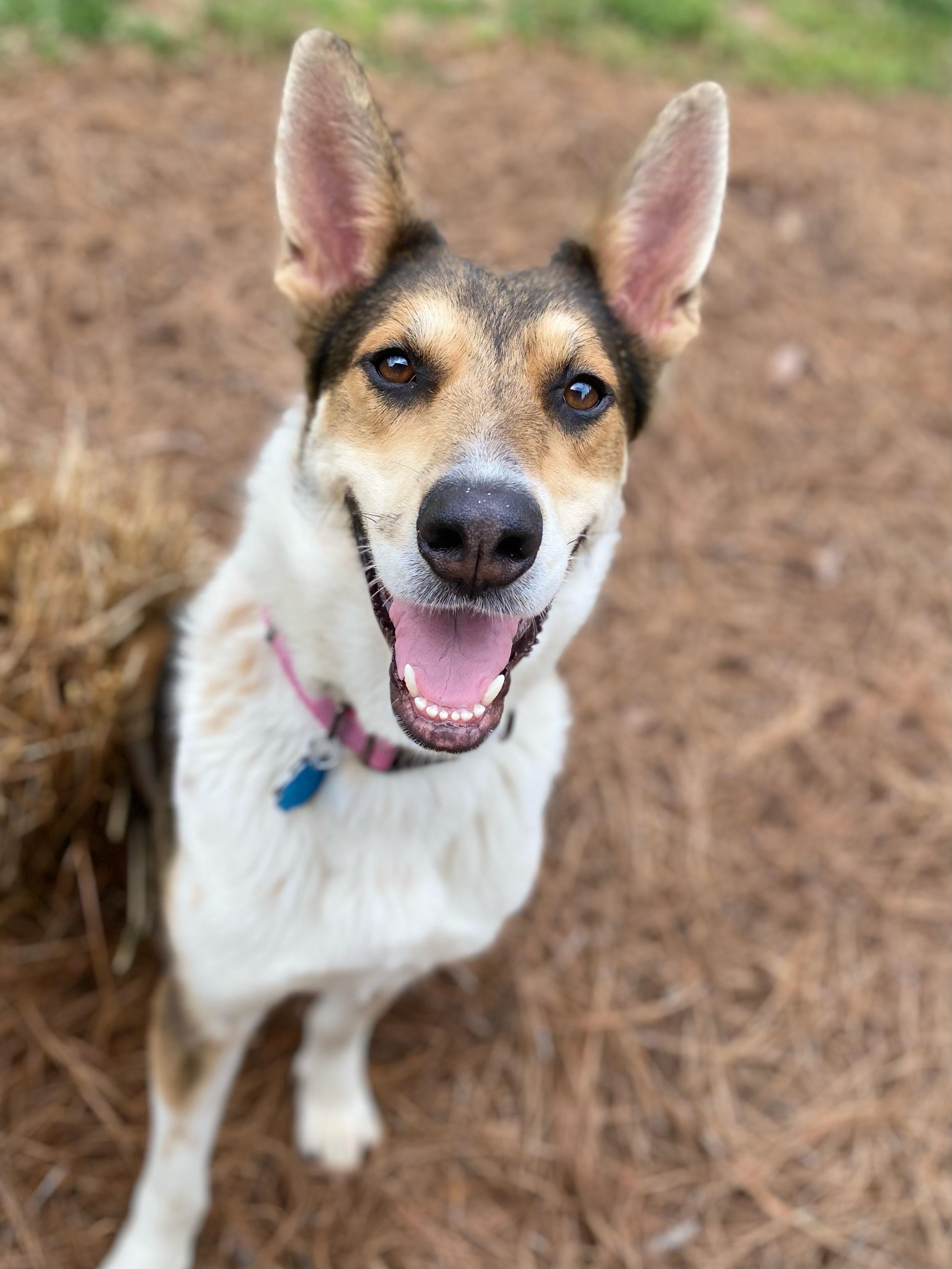 Enlarge Mika, a Adoptable mixed breed in Winder, GA image 6/6