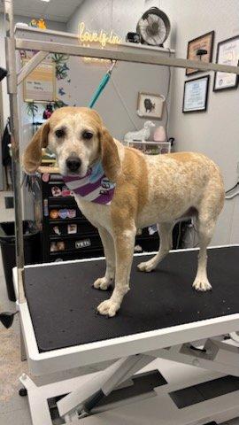 Bella, a ADOPTABLE Coonhound in Louisville, KY image 3/6