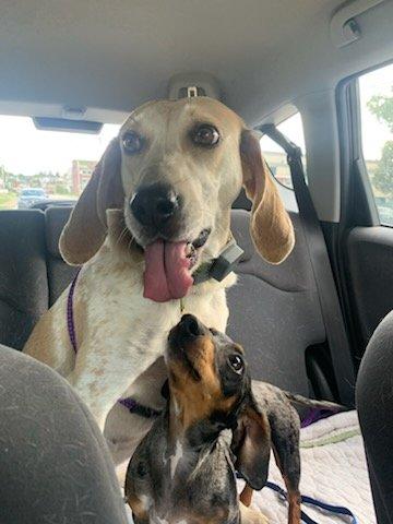 Bella, a ADOPTABLE Coonhound in Louisville, KY image 2/6