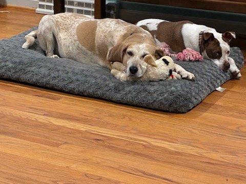 Bella, a ADOPTABLE Coonhound in Louisville, KY image 5/6