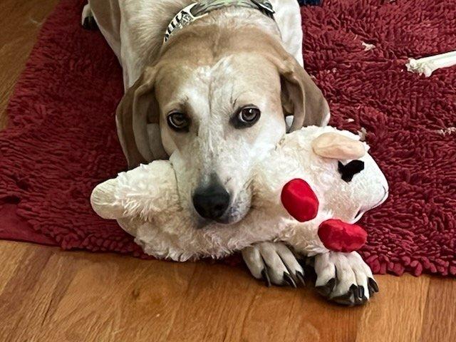 Bella, ADOPTABLE, Adult Female Coonhound.