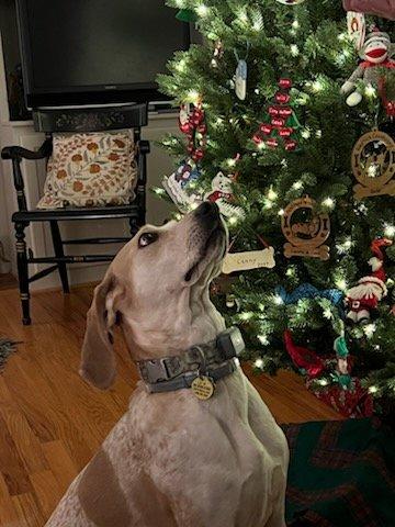 Bella, a ADOPTABLE Coonhound in Louisville, KY image 4/6