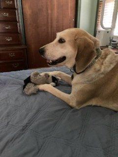 Bella, a ADOPTABLE Coonhound in Louisville, KY image 6/6