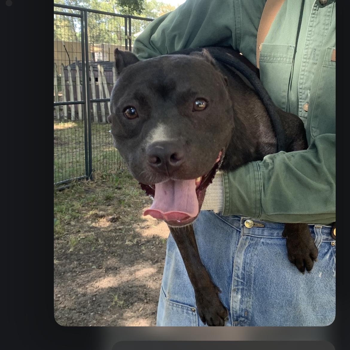 Enlarge Magnum, a Adoptable mixed breed in Anna, TX image 5/5