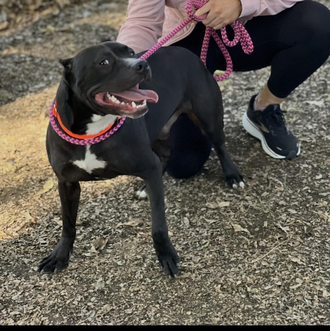 Enlarge Magnum, a Adoptable mixed breed in Anna, TX image 4/5