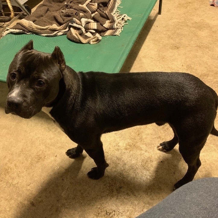 Enlarge Magnum, a Adoptable mixed breed in Anna, TX image 3/5