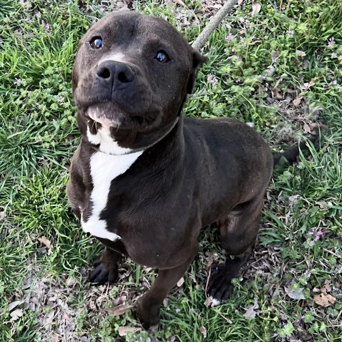 Magnum, Adoptable, Adult Male American Staffordshire Terrier & Catahoula Leopard Dog.