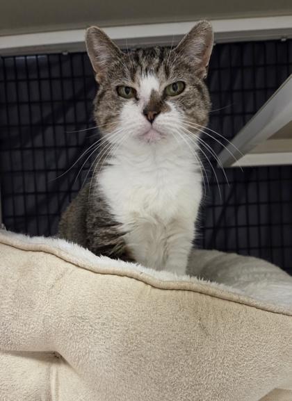 Enlarge Priscilla [Bonded to Wilbur], a Adoptable mixed breed in Neenah, WI image 2/2