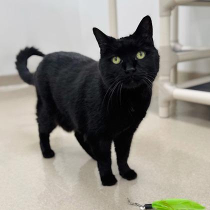 Raven, Adoptable, Adult Female Domestic Short Hair & Domestic Short Hair.