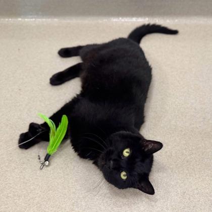Enlarge Raven, a Adoptable mixed breed in Traverse City, MI image 2/3