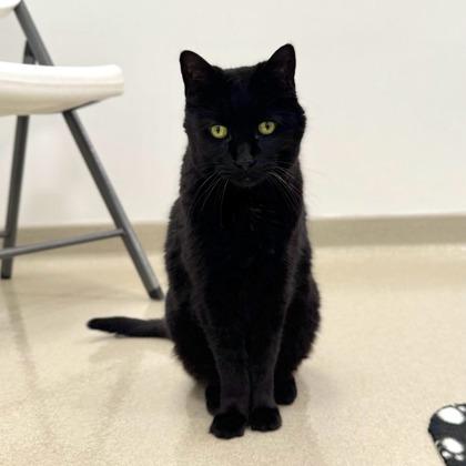 Enlarge Raven, a Adoptable mixed breed in Traverse City, MI image 3/3
