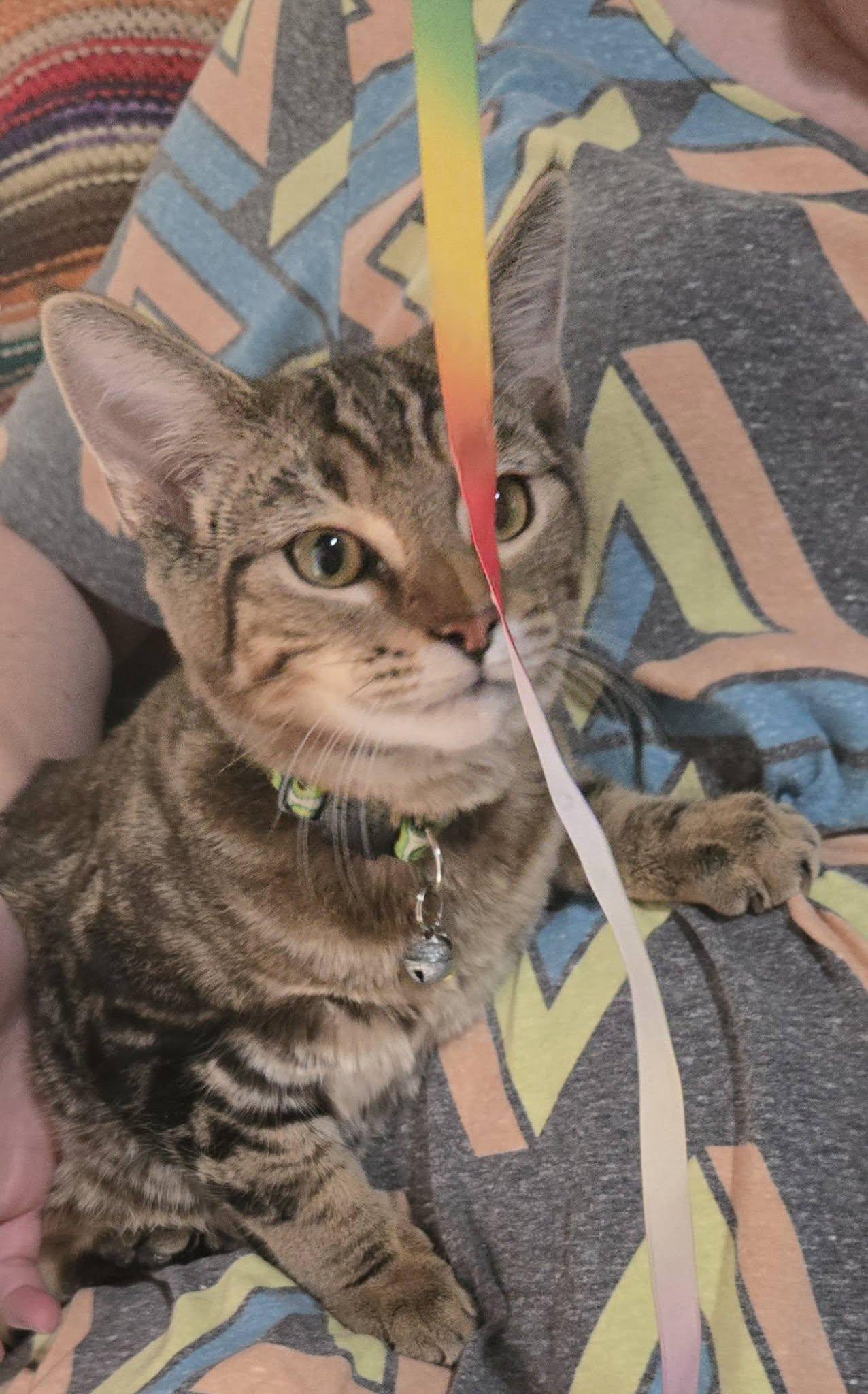 Enlarge Mr. Green Jeans, an adoptable Domestic Short Hair in Queen Creek, AZ image 2/4
