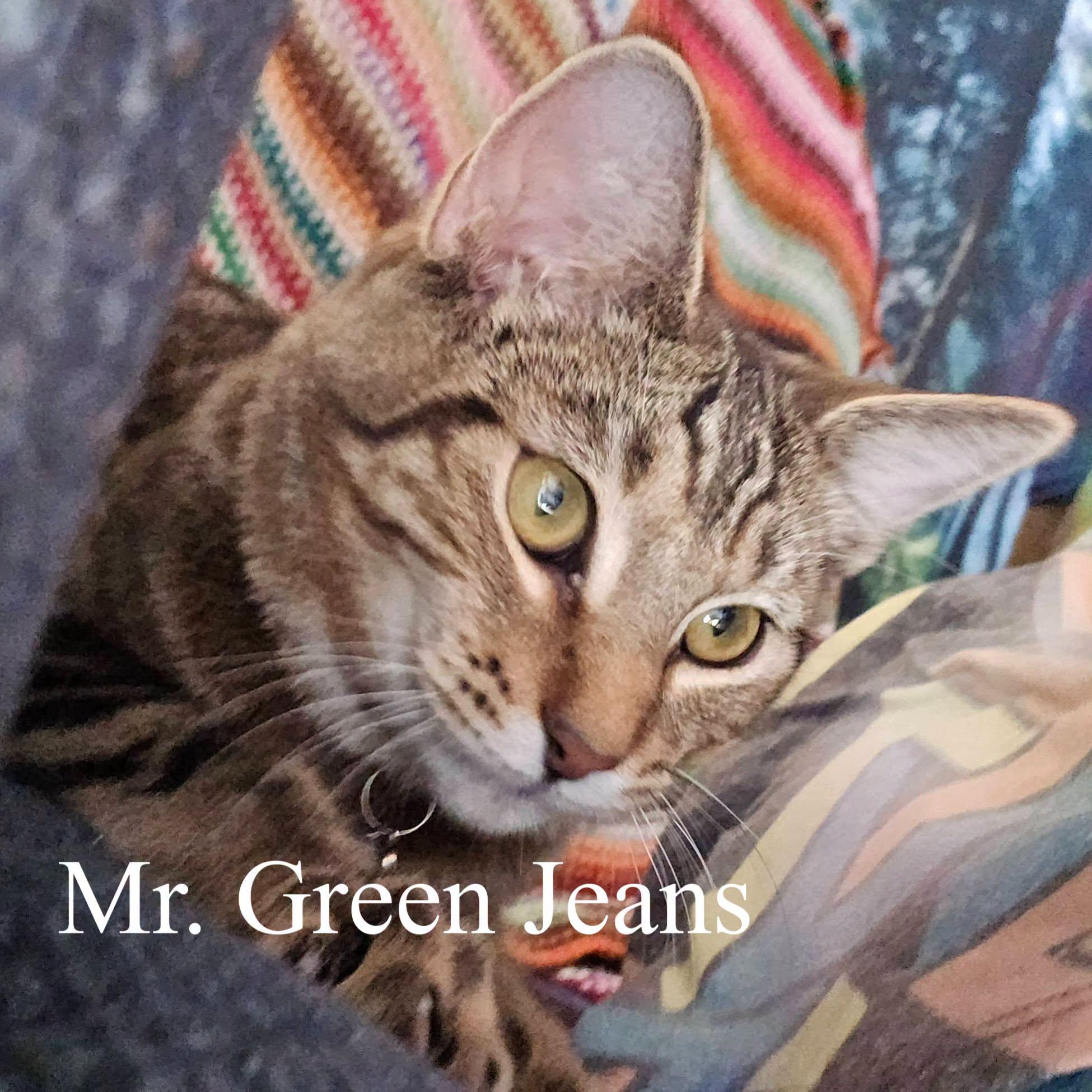 Mr. Green Jeans, adoptable, Kitten Male Domestic Short Hair.