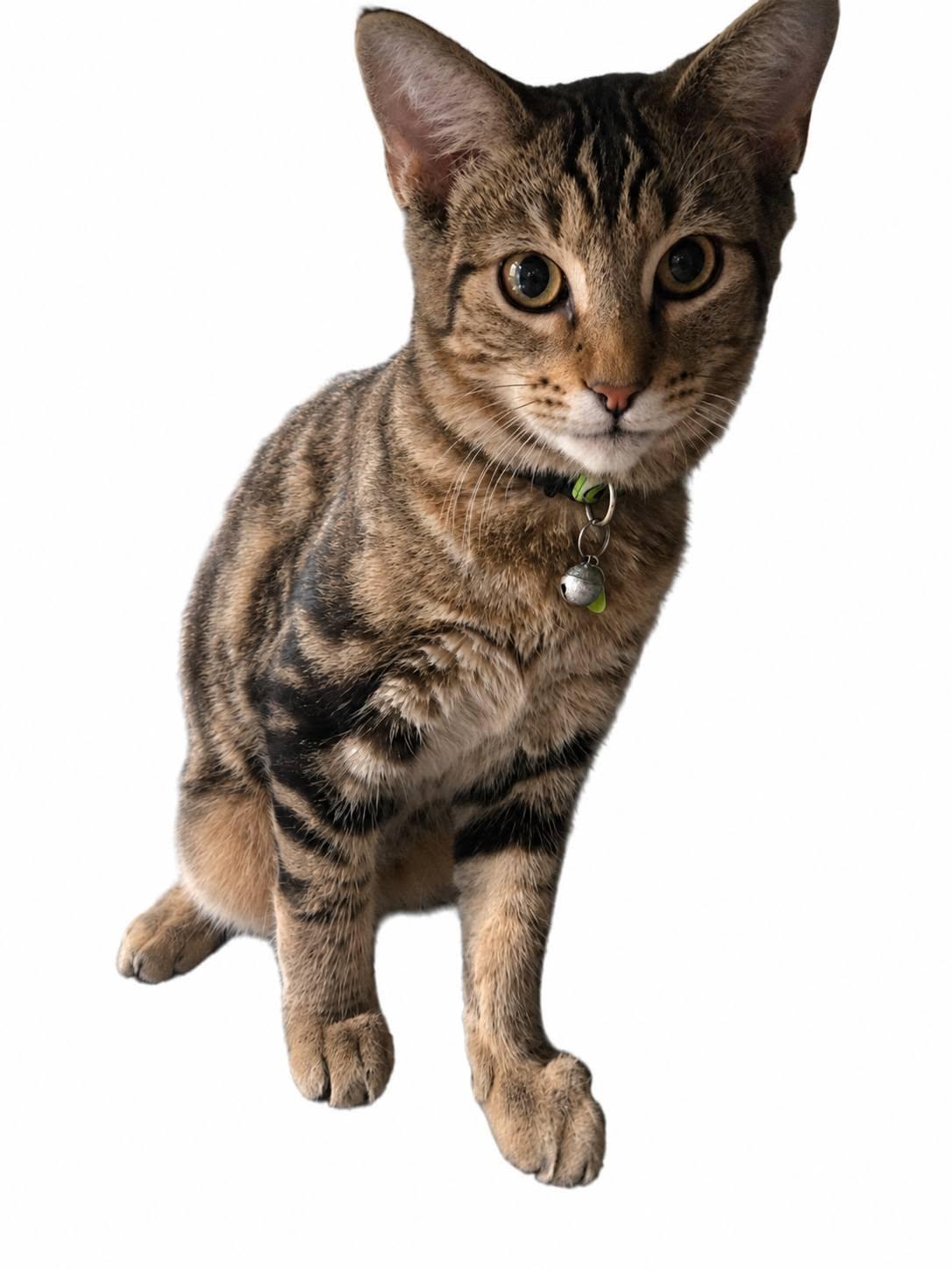Enlarge Mr. Green Jeans, an adoptable Domestic Short Hair in Queen Creek, AZ image 3/4