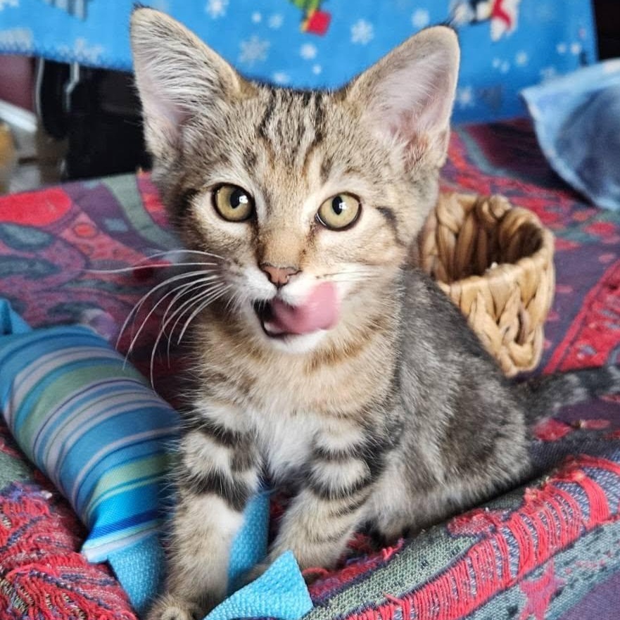 Enlarge Mr. Green Jeans, an adopted Domestic Short Hair in Queen Creek, AZ image 1/3
