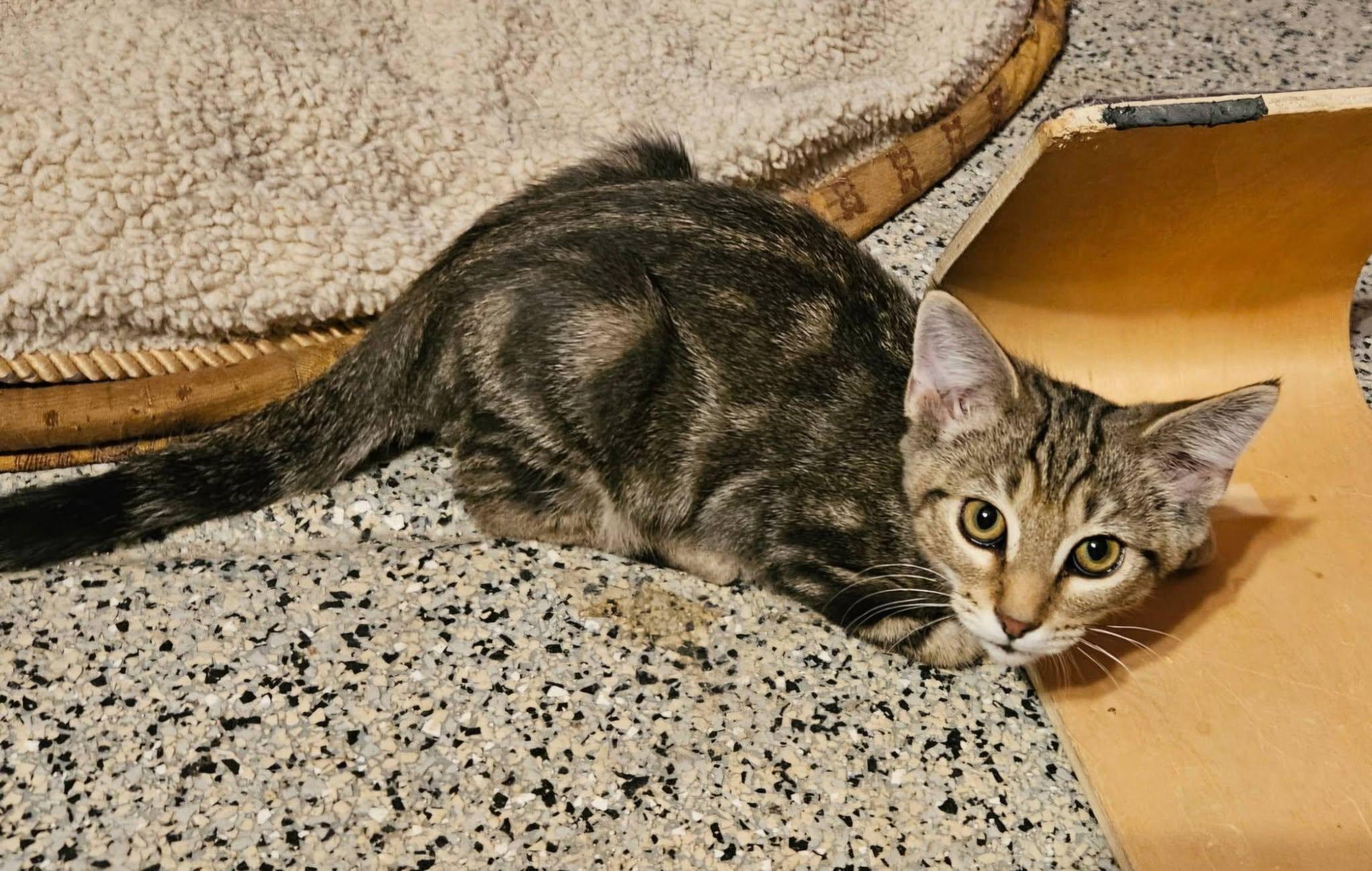 Enlarge Mr. Green Jeans, an adopted Domestic Short Hair in Queen Creek, AZ image 3/3