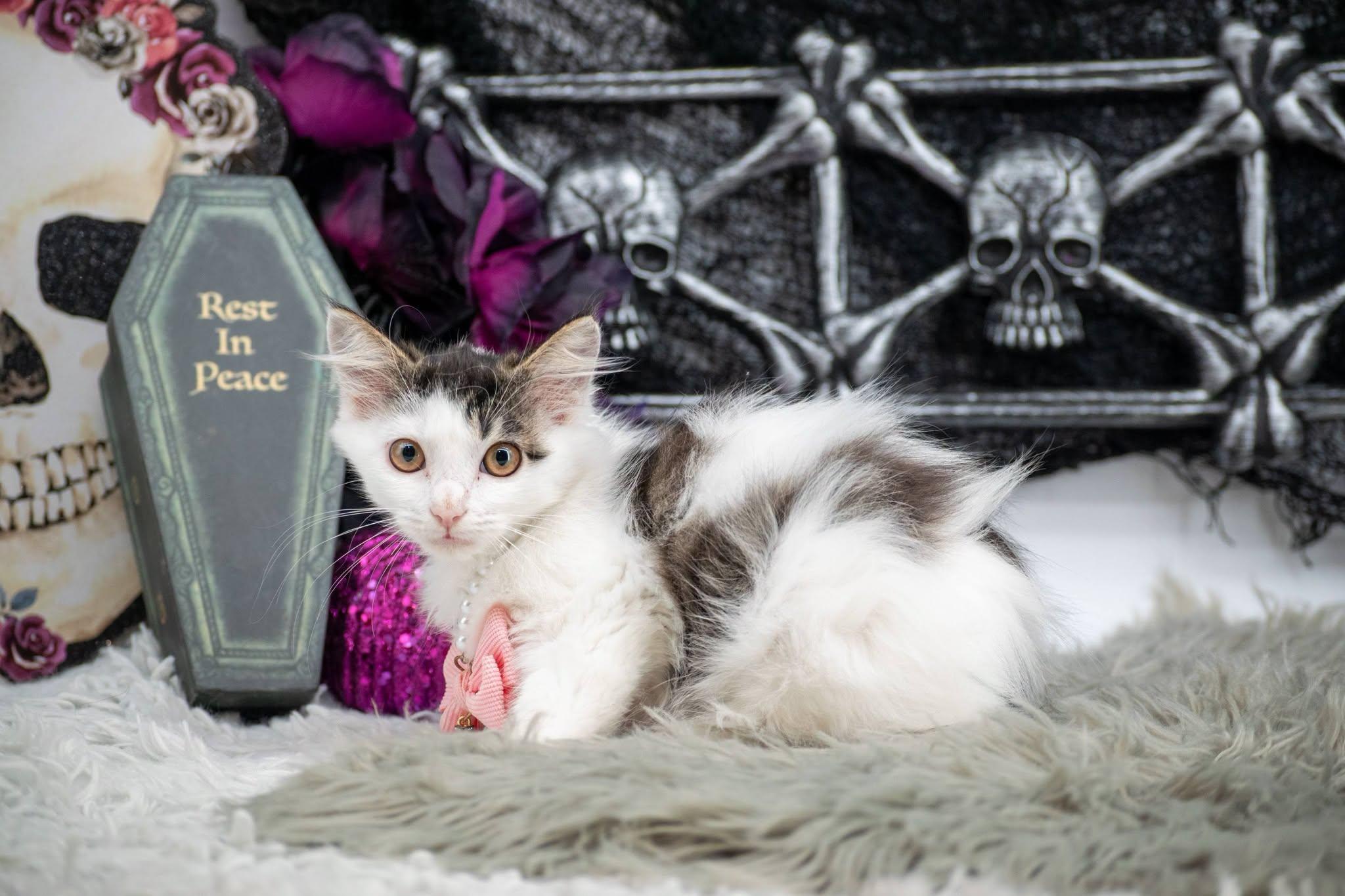 Enlarge Boo, a Adoptable Domestic Long Hair in Sevierville, TN image 4/4