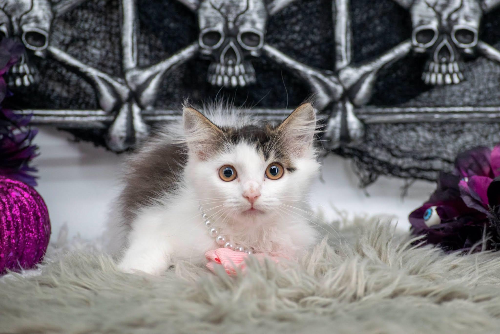 Enlarge Boo, a Adoptable Domestic Long Hair in Sevierville, TN image 2/4
