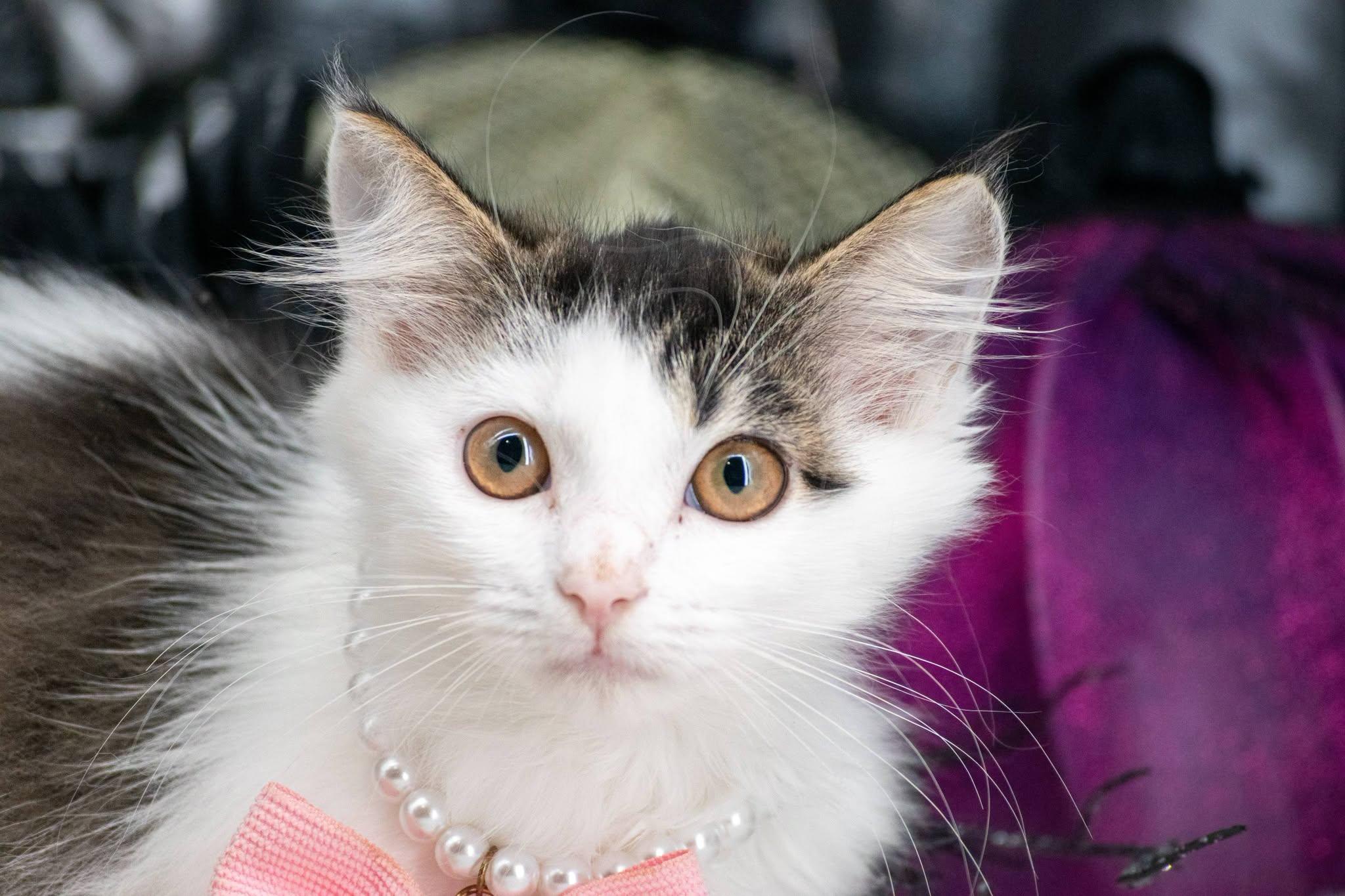 Enlarge Boo, a Adoptable Domestic Long Hair in Sevierville, TN image 3/4