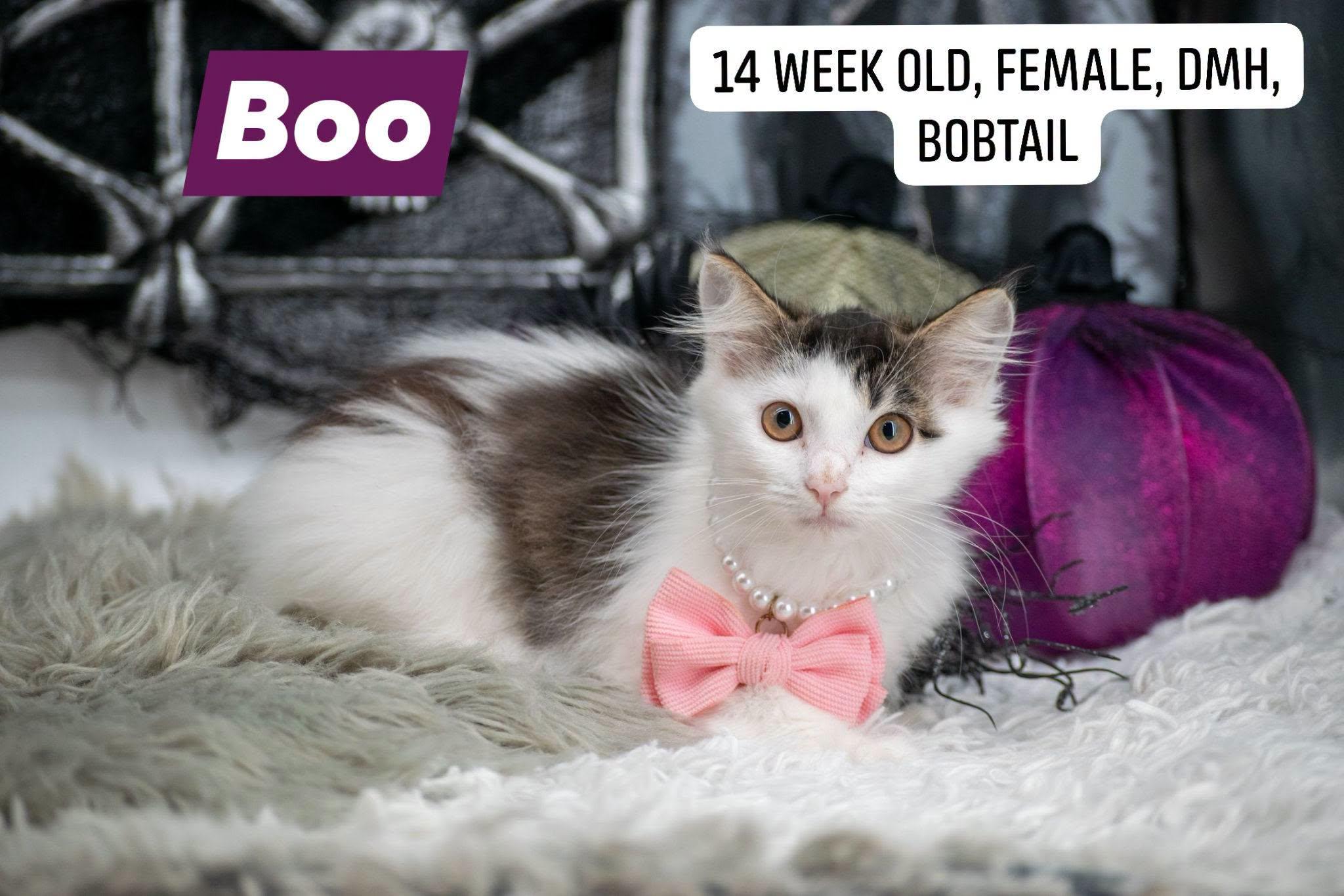 Enlarge Boo, a Adoptable Domestic Long Hair in Sevierville, TN image 1/4