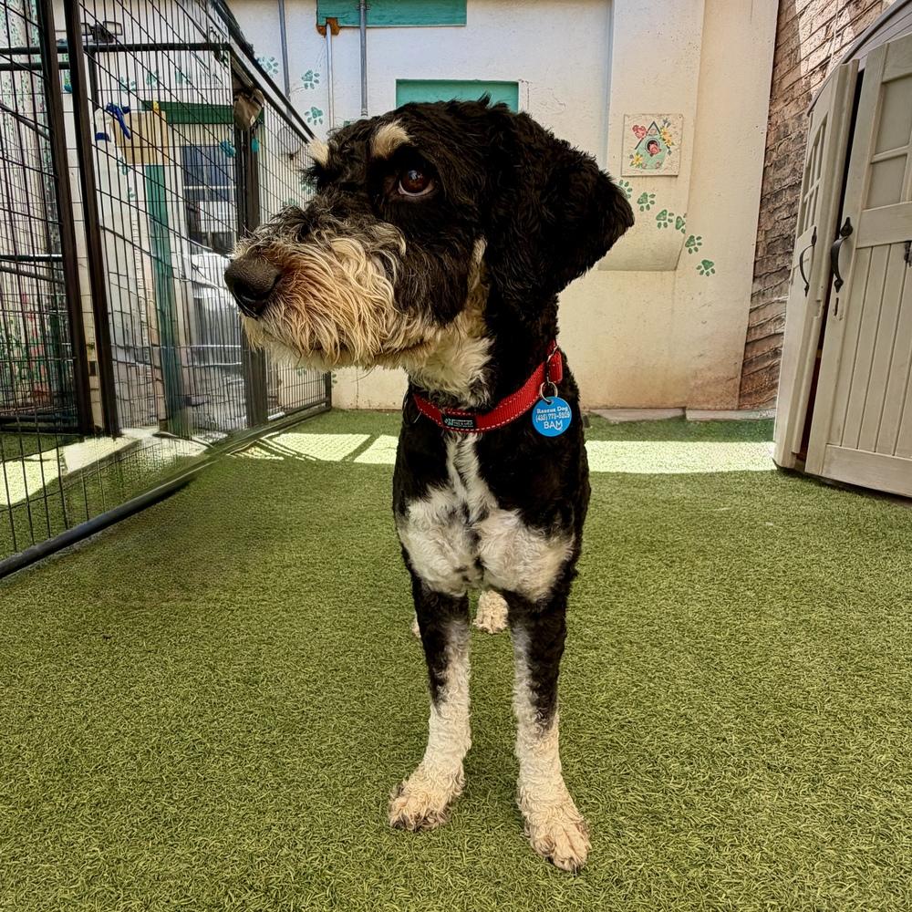 Enlarge Cooper, a Adoptable mixed breed in Hurricane, UT image 1/4
