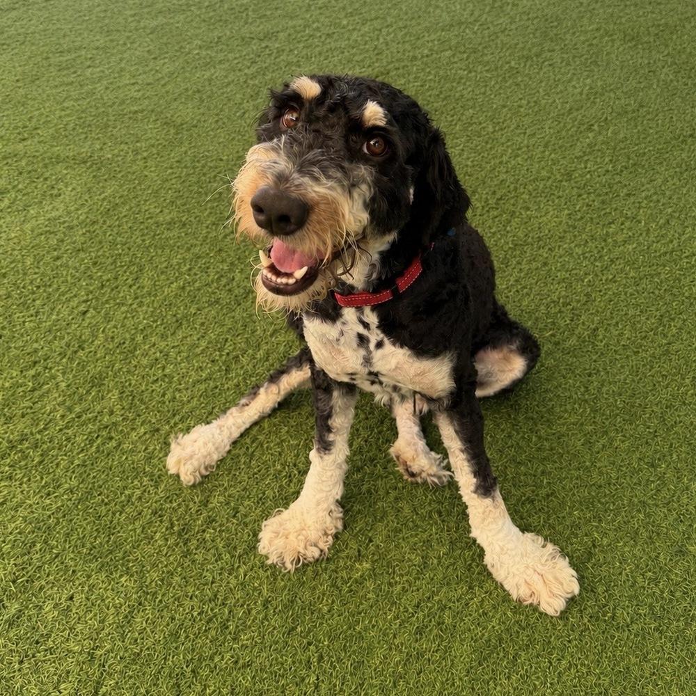 Cooper, Adoptable, Young Male Poodle.