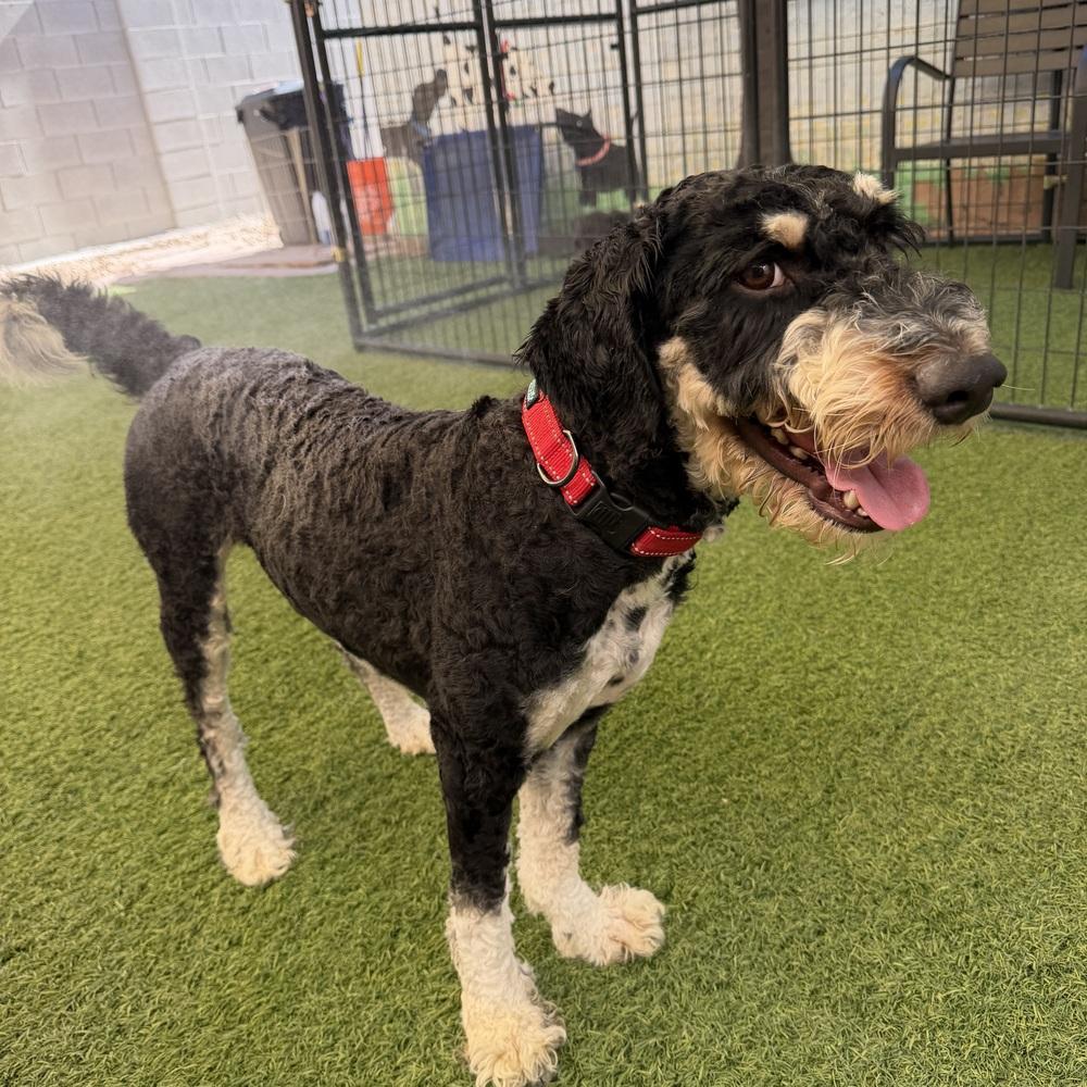 Enlarge Cooper, a Adoptable mixed breed in Hurricane, UT image 4/4