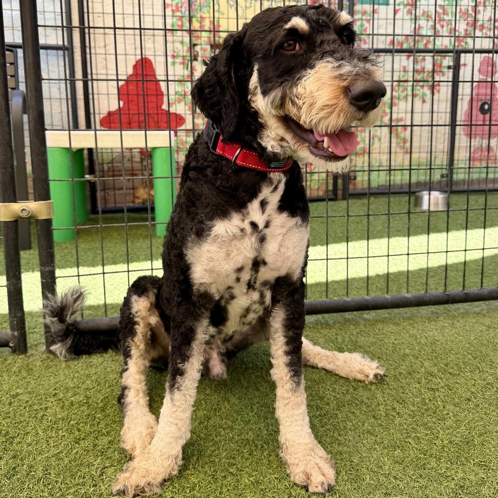 Enlarge Cooper, a Adoptable mixed breed in Hurricane, UT image 2/4
