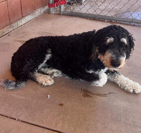 Cooper, Adoptable, Young Male Poodle.