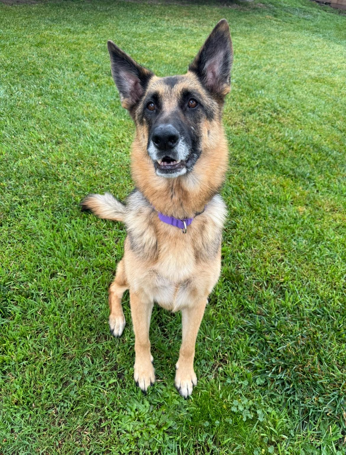 Enlarge Plantain , a Adoptable German Shepherd Dog in Petaluma, CA image 5/6