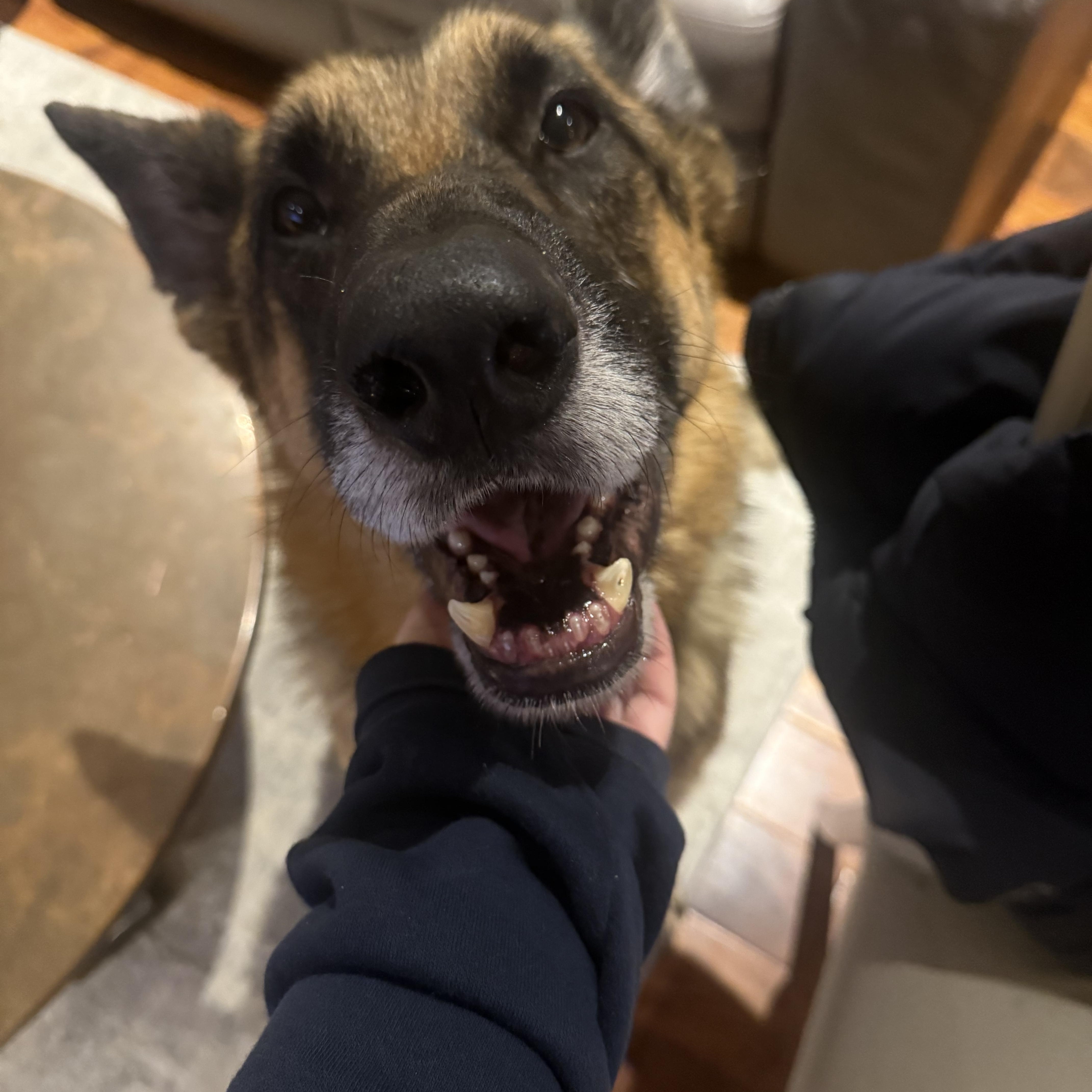 Enlarge Plantain , a Adoptable German Shepherd Dog in Petaluma, CA image 1/6