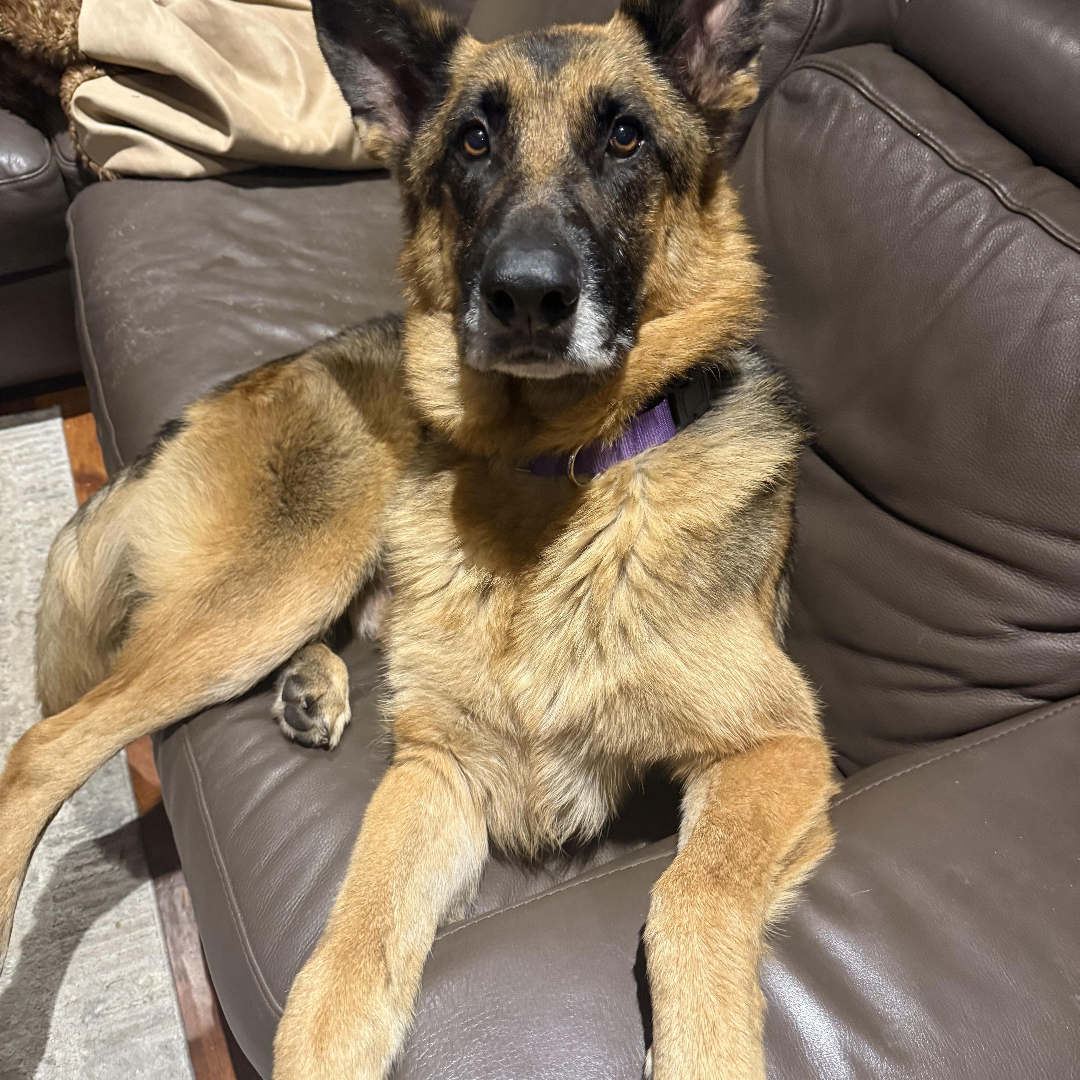 Enlarge Plantain , a Adoptable German Shepherd Dog in Petaluma, CA image 3/6