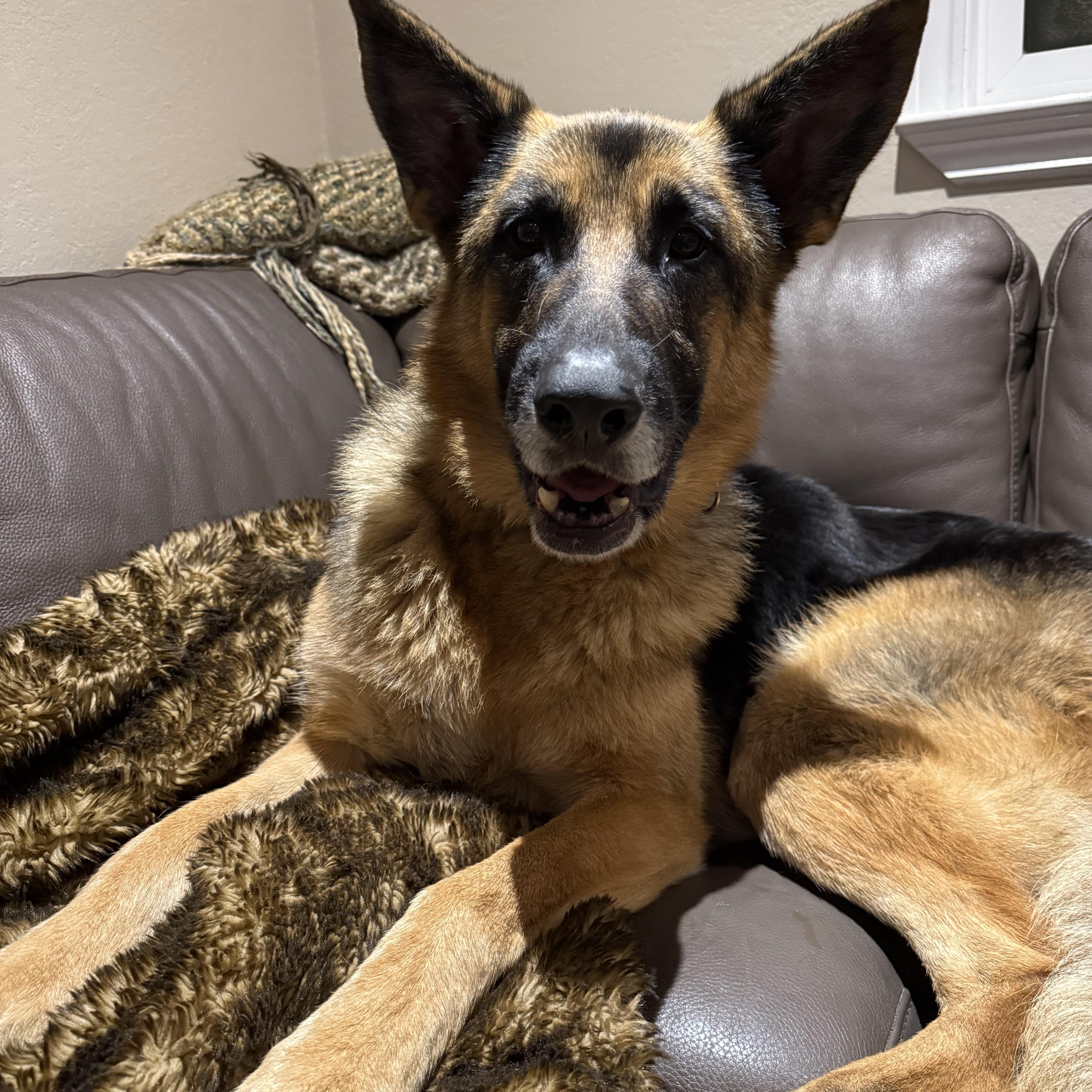 Enlarge Plantain , a Adoptable German Shepherd Dog in Petaluma, CA image 4/6