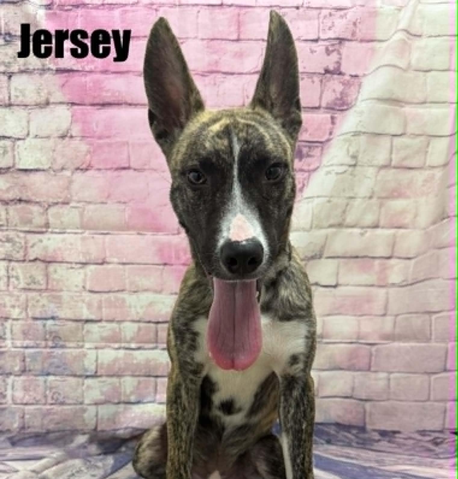 Jersey, a ADOPTABLE mixed breed in Quincy, MI image 4/6