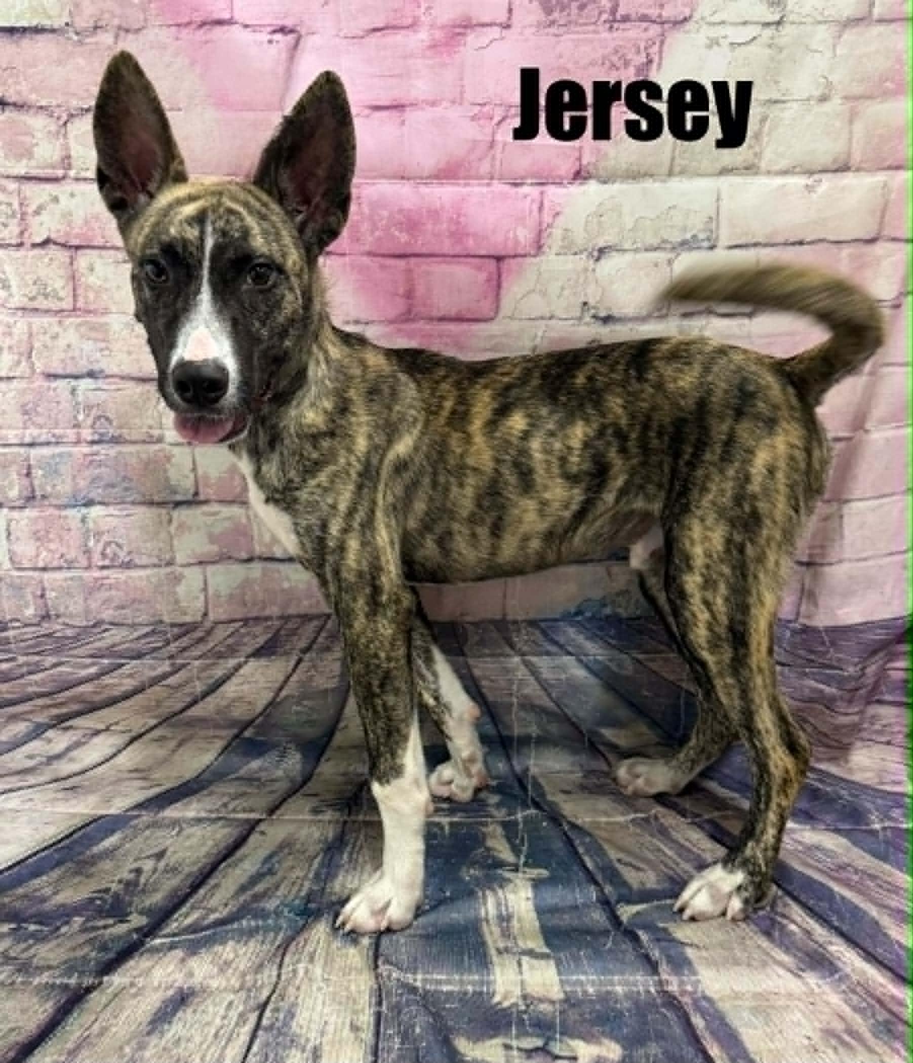 Jersey, a ADOPTABLE mixed breed in Quincy, MI image 2/6