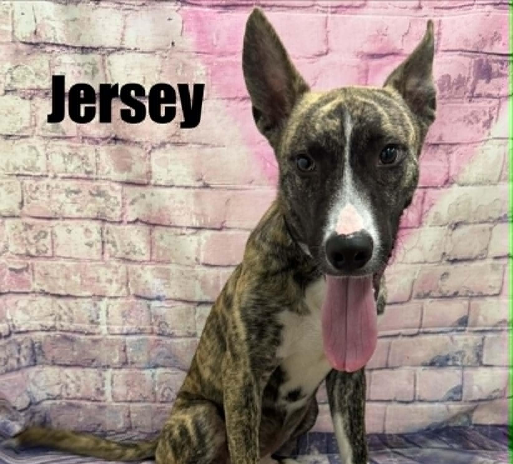 Jersey, a ADOPTABLE mixed breed in Quincy, MI image 5/6