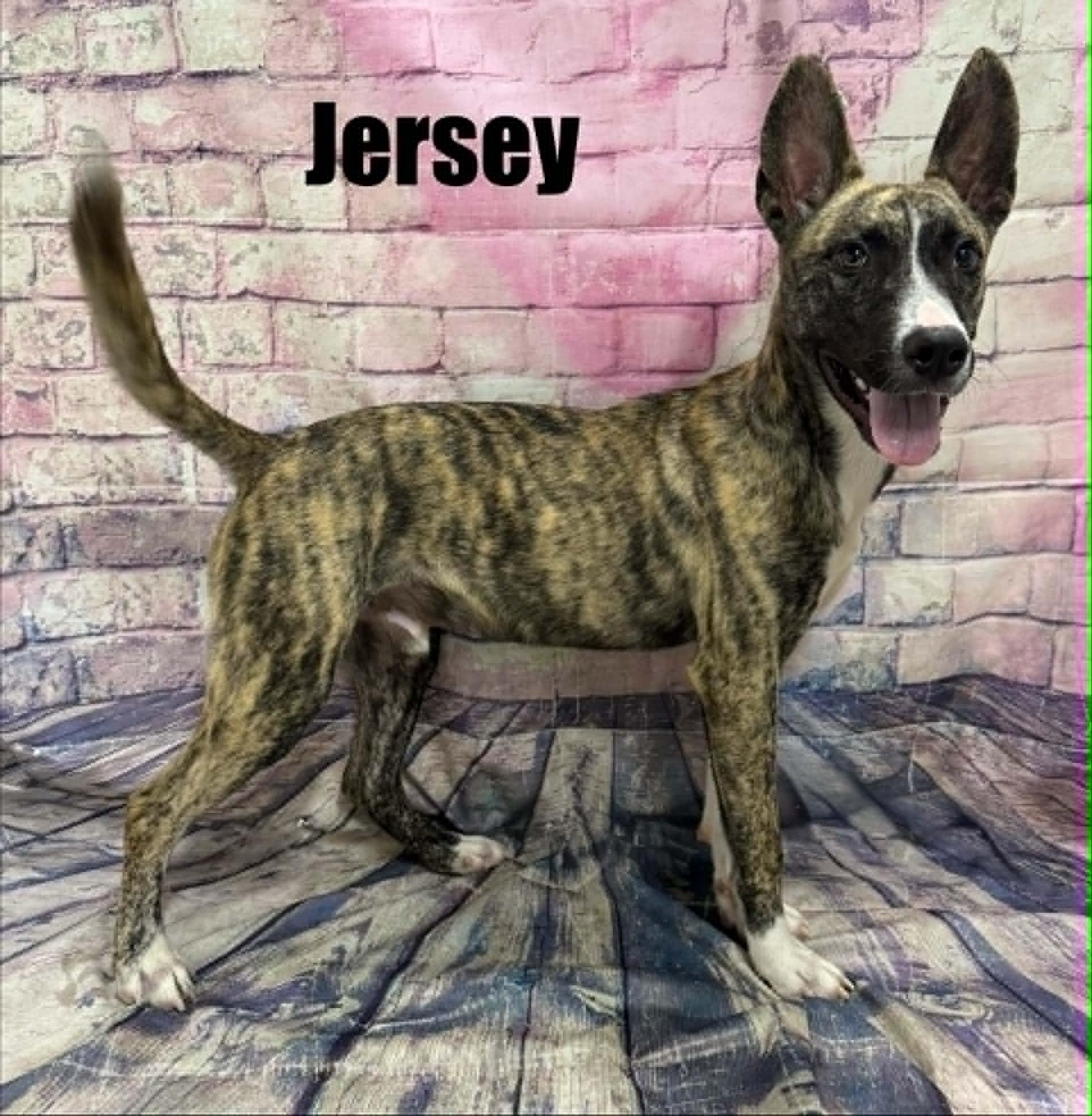 Jersey, ADOPTABLE, Young Male Labrador Retriever.