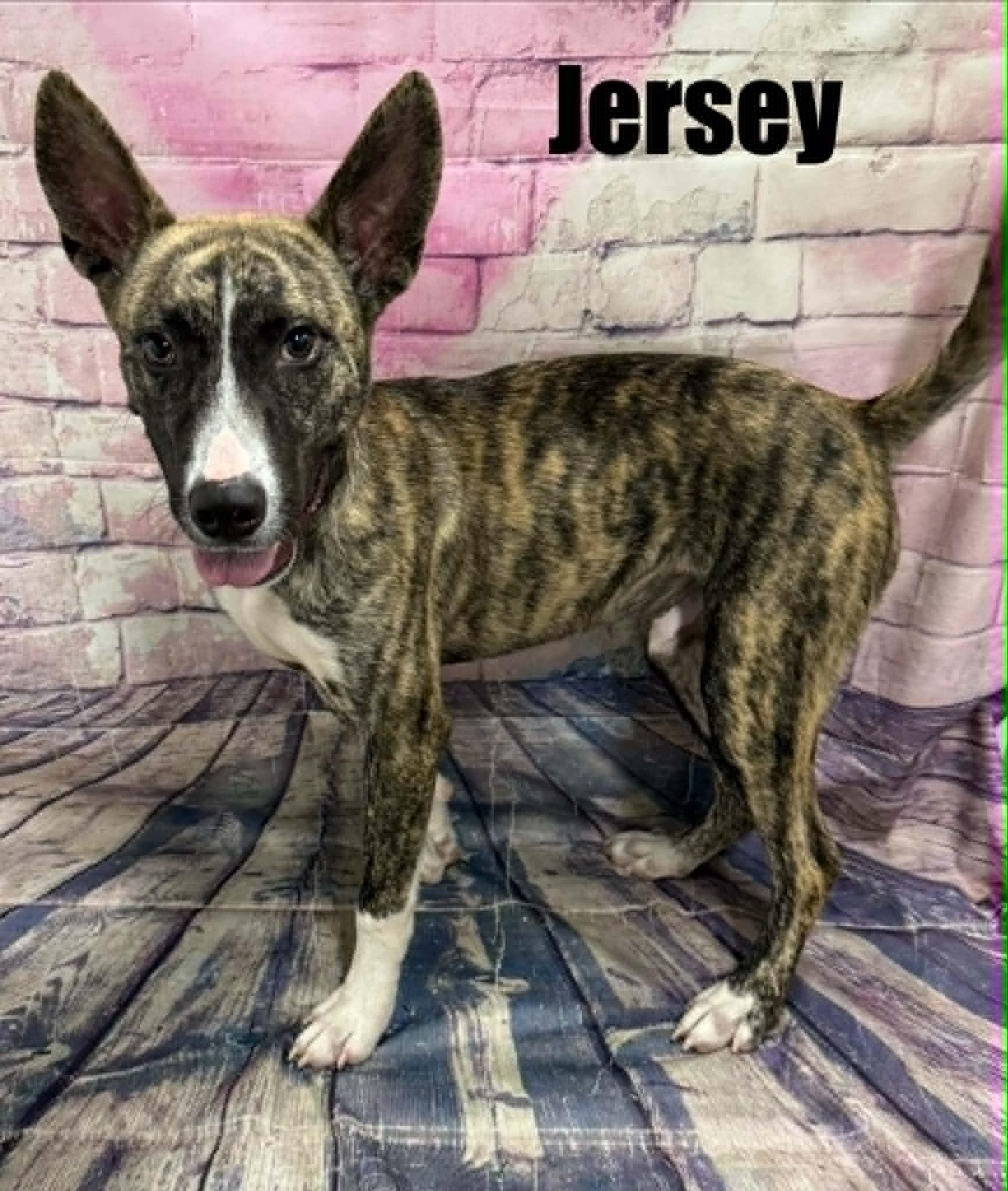 Jersey, a ADOPTABLE mixed breed in Quincy, MI image 3/6
