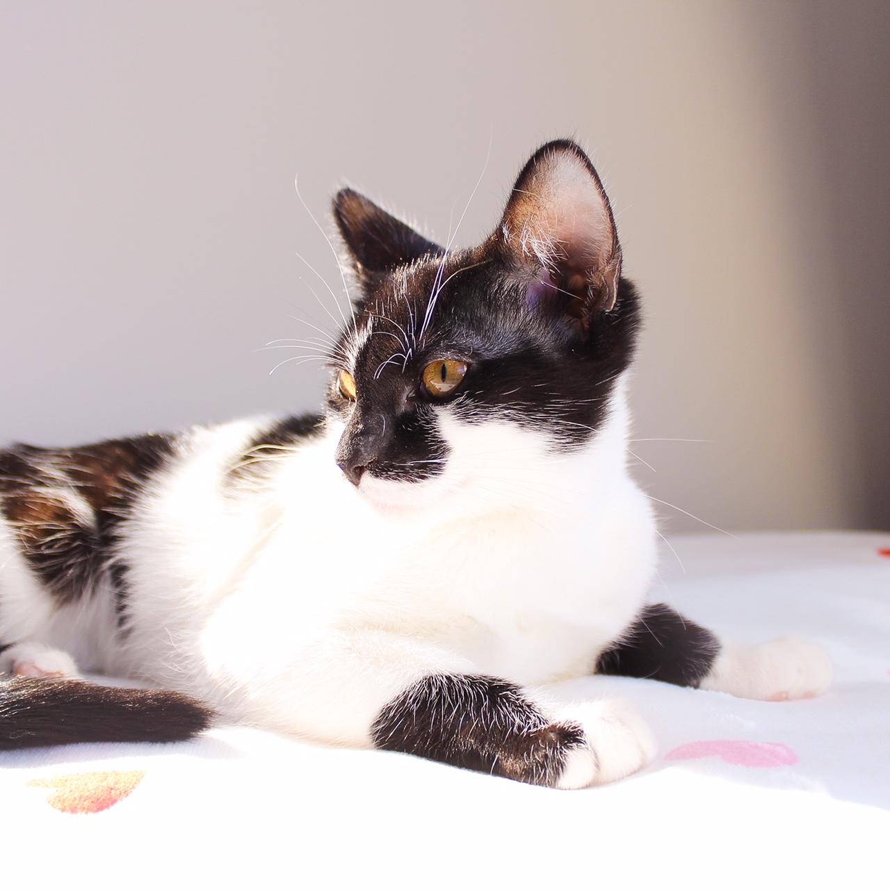 Enlarge Larissa, a Adoptable Domestic Short Hair in Wayne, NJ image 1/4