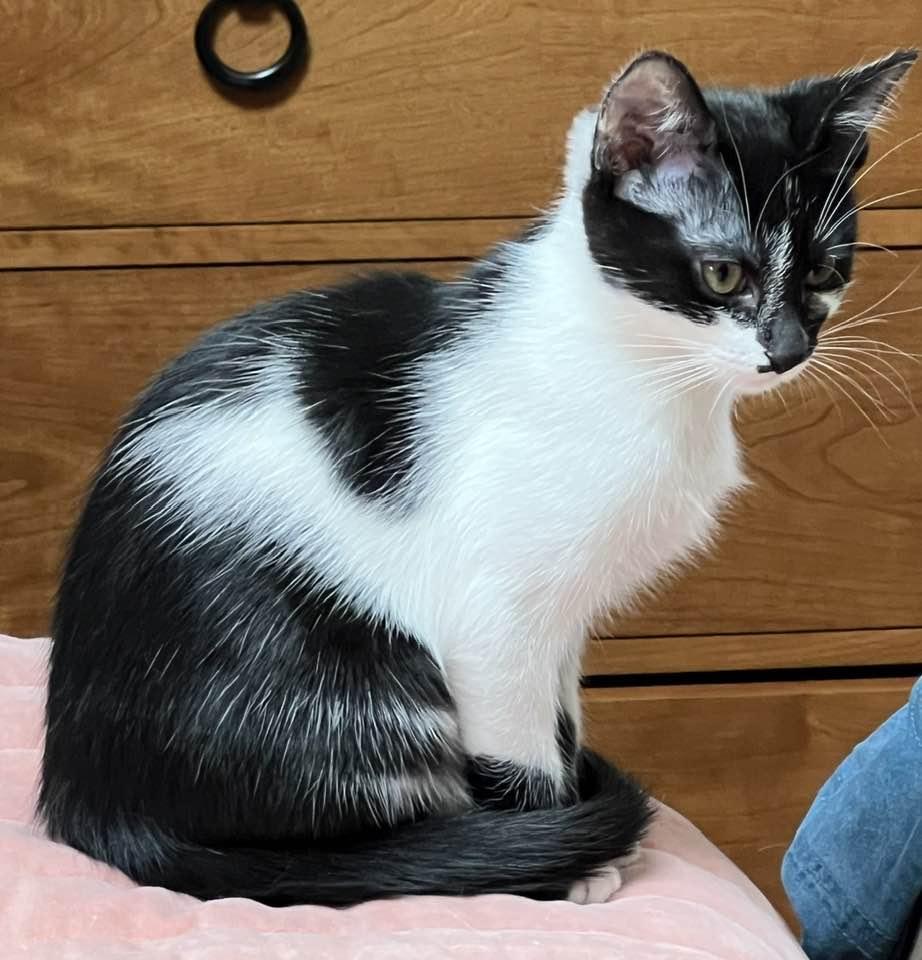 Enlarge Larissa, a Adoptable Domestic Short Hair in Wayne, NJ image 4/4