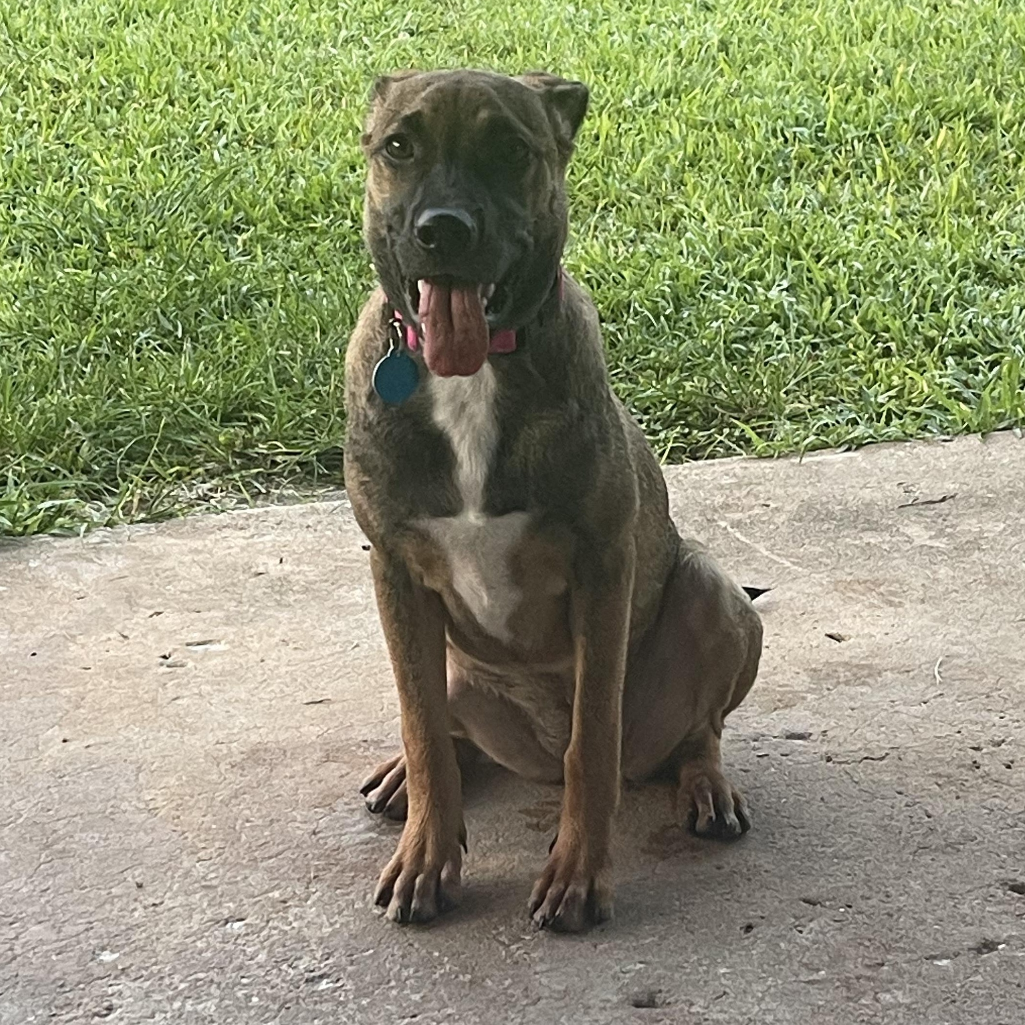 Xena, a Adoptable mixed breed in Chicago, IL image 1/6