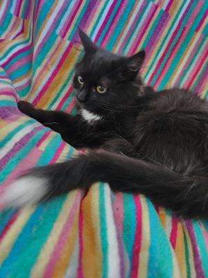 Lollipop, Adoptable, Kitten Female Domestic Medium Hair & Domestic Short Hair.