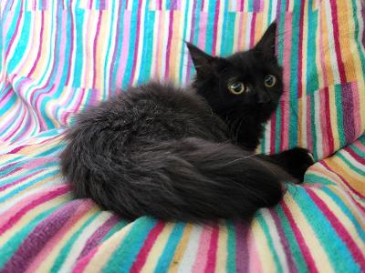 Enlarge Lollipop, a Adoptable mixed breed in Wilkesboro, NC image 2/3