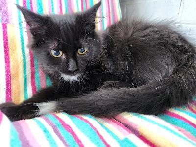 Enlarge Lollipop, a Adoptable mixed breed in Wilkesboro, NC image 3/3