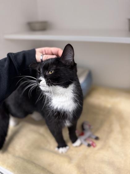 Marnie, a Adoptable mixed breed in Harbor Springs, MI image 1/3