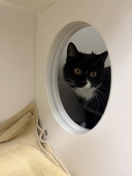 Marnie, Adoptable, Kitten Female Domestic Short Hair & Domestic Short Hair.