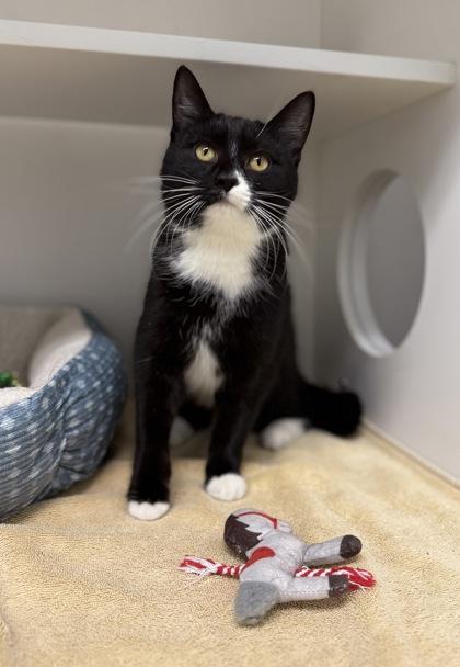 Marnie, a Adoptable mixed breed in Harbor Springs, MI image 2/3