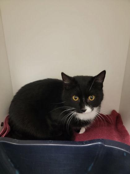 Enlarge Marnie, a Adoptable mixed breed in Harbor Springs, MI image 1/1