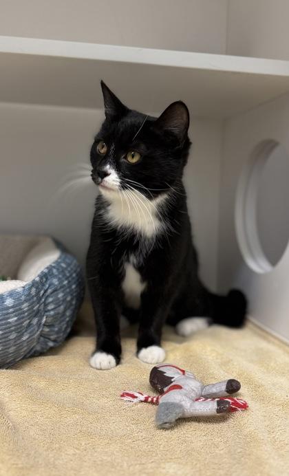 Marnie, a Adoptable mixed breed in Harbor Springs, MI image 3/3